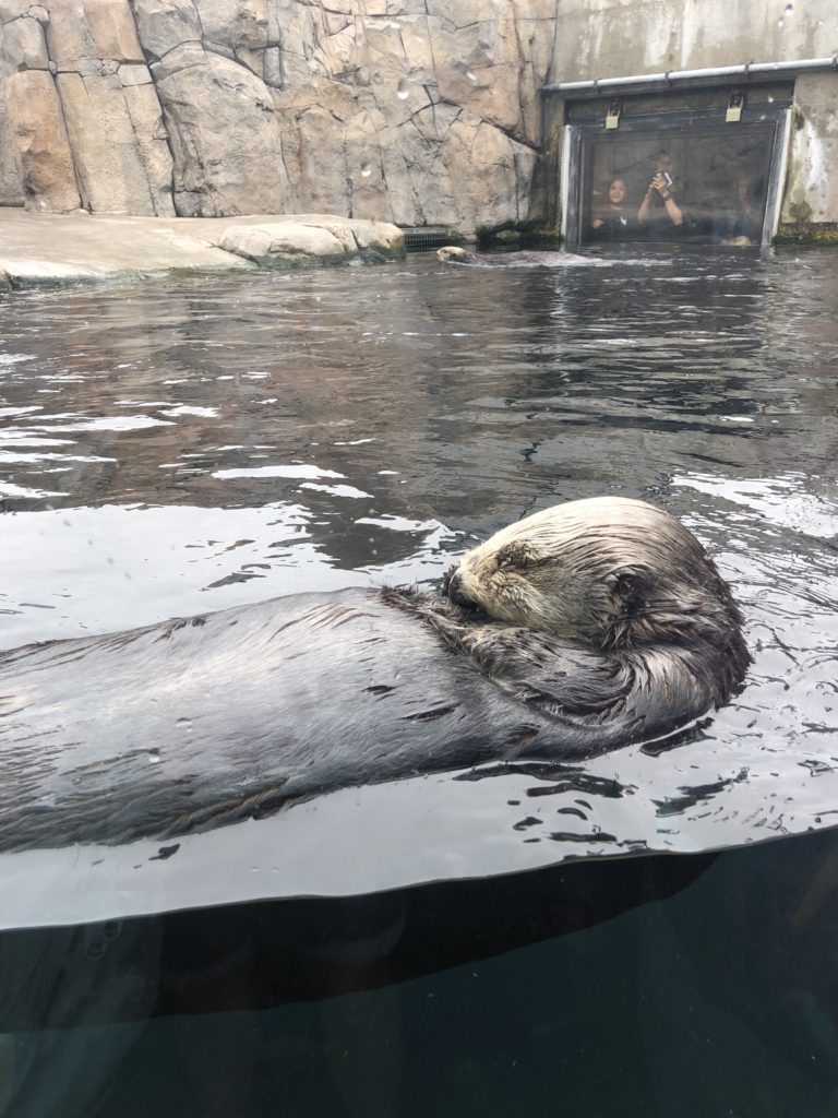 Monterey Bay Aquarium – M&M Hit The Road